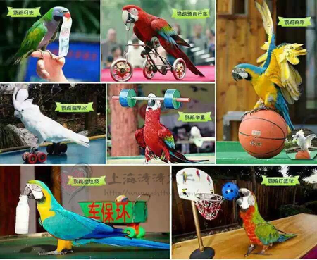 百鳥(niǎo)展